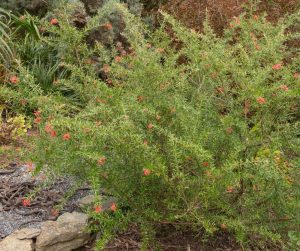 A Grevillea 'Poorinda Firebird' 6" Pot with sparse red flowers grows outdoors, surrounded by stones and other vegetation.