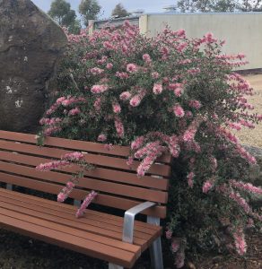 A wooden bench with metal armrests is positioned beside a hedge with pink flowers. A large rock and some buildings are visible in the background.