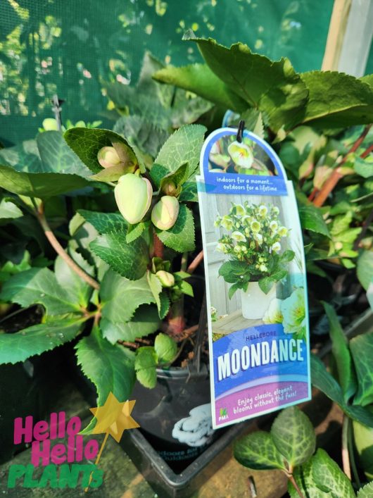 A potted Helleborus 'Moondance' Hellebore 7" Pot with buds and leaves. A label on the plant reads "Helleborus 'Moondance' Hellebore 7" Pot" and "Enjoy classic elegant blooms without the fuss!" The background shows other plants.