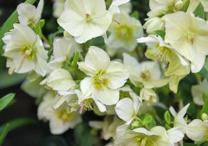 Close-up of pale, cream-colored Helleborus 'White' Hellebore flowers with yellow-green centers and some pink-tipped stamens, surrounded by green foliage in a 6-inch pot.