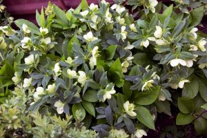 A dense cluster of Helleborus 'White Duchess' Hellebore 6" Pot (Copy) flowers with white petals and green leaves is shown, with some flowers partially obscured by foliage.