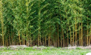 A dense forest of tall bamboo stalks with green leaves stands behind a patch of grass.