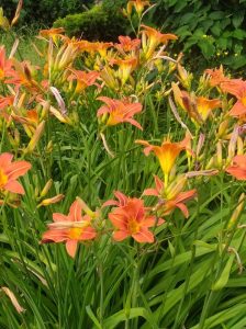A cluster of vibrant Hemerocallis 'On and On' Day Lily 6" Pot (Copy) with lush green foliage thrives in a garden setting. These beautiful flowers in a convenient 6" pot add a burst of color to any landscape.