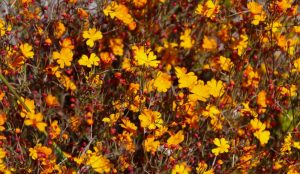 Bright yellow and orange Hibbertia 'Snake Vine' 6″ Pot (Copy) flowers in full bloom, surrounded by red buds and thin green stems, densely cover the frame.