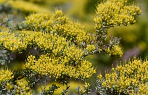 Close-up view of a Homoranthus 'Mouse Bush' 6" Pot with clusters of small, bright yellow flowers and needle-like leaves, thriving beautifully.