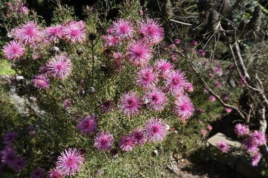 A cluster of bright pink, spiky flowers resembling Coneflower blooms on a bush with green foliage, surrounded by other plants in a garden environment. This Isopogon 'Lollypop' Coneflower 6" Pot (Copy) variety thrives beautifully in its 6" pot.