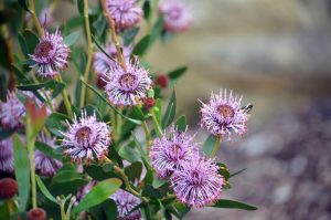 A cluster of mauve Hakea flowers with spiky petals and green leaves, resembling a delicate Isopogon 'Pink Bouquet' Coneflower 6" Pot (Copy), in a natural outdoor setting.