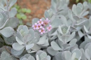 A cluster of light purple flowers amidst pale green, fleshy leaves. The Kalanchoe 'Silver Spoons' (Copy) plant's leaves have a slightly ruffled texture and are arranged in a dense formation.