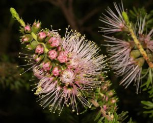 Close-up of a bottlebrush flower with Persian Pink and white tubular blooms and extended stamens, surrounded by dark green foliage from a Kunzea 'Persian Pink' 8" Pot in the background.