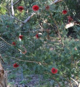 A bush with thin, needle-like green leaves and multiple red bottlebrush flowers, known as the Scarlet Kunzea, thrives in a wooded area. It grows best when started in a Kunzea 'Scarlet Kunzea' 6" Pot.
