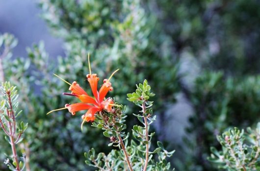 Close-up of a Lambertia 'Heath-leaved Honeysuckle' 6" Pot blooming among green foliage. The petals are elongated and pointed, radiating outward. The background is blurred greenery.