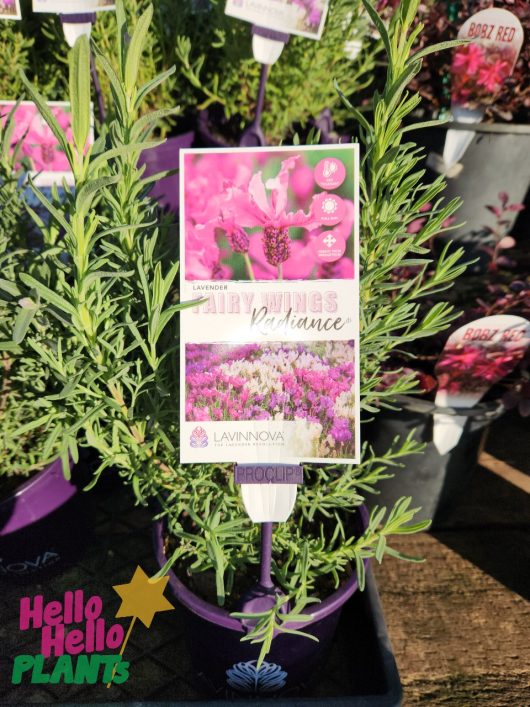 Close-up of a potted Lavender 'Fairy Wings Radiance' 6" Pot plant labeled "Fairy Wings Radiance" with vibrant pink flowers. The pot has branding from Lavinnova and Hello Hello Plants. Other similar plants are in the background.