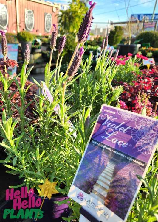 A close-up of a potted *Lavandula* plant with a label reading "Lavandula 'Lavinnova® Violet Lace' Lavender 6" Pot" on display at an outdoor plant store. The background shows other plants and a building.