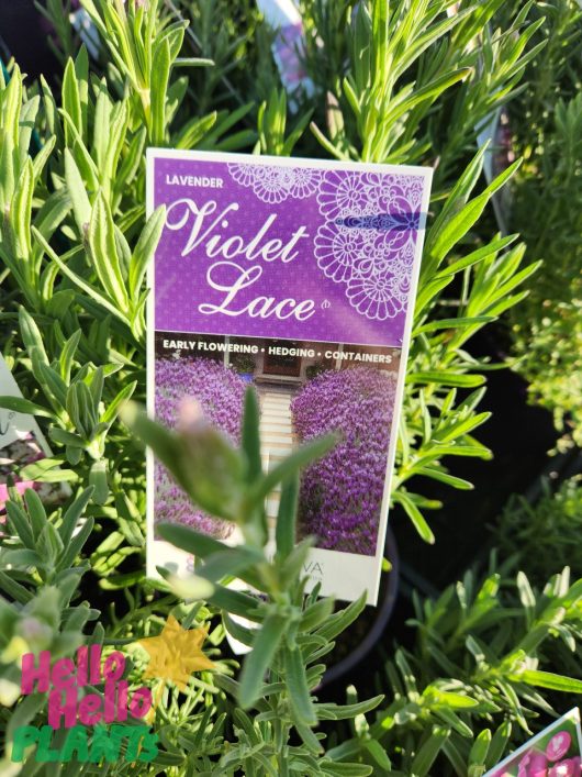 A plant label reading "Lavandula 'Lavinnova® Violet Lace' Lavender 6" Pot" with details about early flowering, hedging, and container use is attached to a lavender plant in a 6" pot. The label features an image of a stunning lavender field.