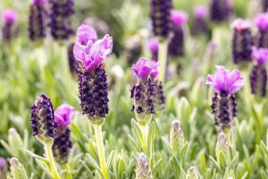 Close-up of blooming Lavandula 'Lavinnova® Violet Lace' Lavender 6" Pot with purple flowers and green leaves, planted in a 6" pot.