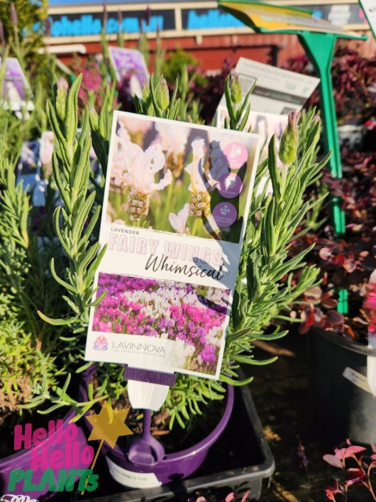 A plant with a label reading "Lavender 'Fairy Wings Whimsical' 6" Pot" sits in a pot among other plants in a garden center. The label shows pink and white lavender flowers.