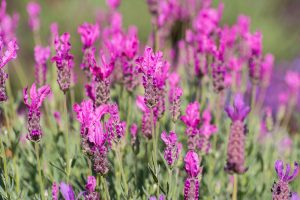 A field of bright Lavandula 'Pink Queen' PBR Lavender 6" Pot (Copy) flowers in full bloom with green stems and leaves in clear daylight.