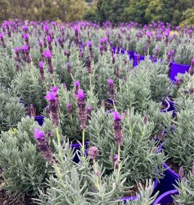 A field of potted lavender plants with numerous purple flowers, arranged in orderly rows, set against a backdrop of green trees.