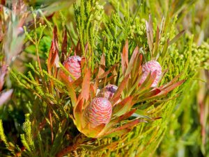 Close-up of pink cone-shaped Banksia flowers surrounded by green foliage. The cones have distinctive patterns, almost as if meticulously AUTO-DRAFTed, and are nestled among elongated leaves.