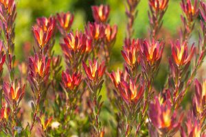 Clusters of red and yellow flowers with green stems and leaves in a garden setting, featuring Leucadendron 'Deacon Red' 8" Pot.