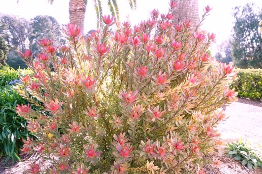 A Leucadendron 'Superstar' 6" Pot with numerous pink and red flowers is illuminated by sunlight in a garden setting, surrounded by trees and greenery, truly living up to its Superstar status.