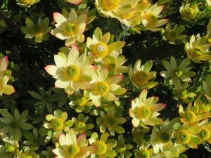 A close-up of numerous yellow flowers with green centers and red-tipped petals, surrounded by lush foliage, reminiscent of the stunning Leucadendron 'Florence' 6" Pot (Copy).
