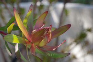 Close-up of a Leucadendron 'Lemon Spice' 6" Pot (Copy) with elongated, red-tipped green leaves, in sunlight with a blurred background.
