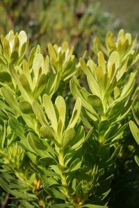 Close-up of Leucadendron 'Lime Magic' 8" Pot (Copy) foliage with elongated, oval-shaped leaves growing in clusters under sunlight. The leaves have a smooth texture and vibrant, healthy appearance. Background shows blurred vegetation.