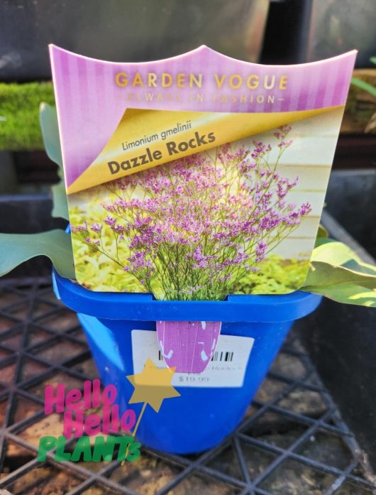 A Limonium 'Dazzle Rocks' 4" Pot with a "Dazzle Rocks" label, featuring pink flowers. The label reads "Garden Vogue, Limonium gmelinii." Price tag shows $14.95. "Hello Hello Plants" logo is visible.