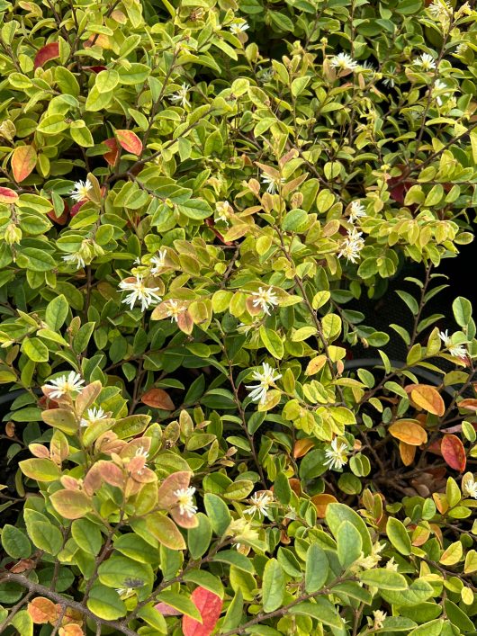 Dense cluster of green and yellow leaves with small white flowers throughout. Some leaves display red tinges.