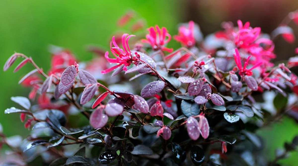 Close-up of a plant with dark purple leaves and small, bright pink flowers, covered in water droplets against a blurred green background, evoking the serene beauty of a winter garden. Loropetalum