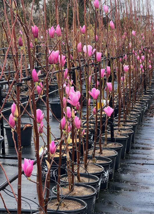 Rows of Magnolia 'Heaven Scent' 10" Pot trees with pink flowers blossoming, arranged in a nursery.