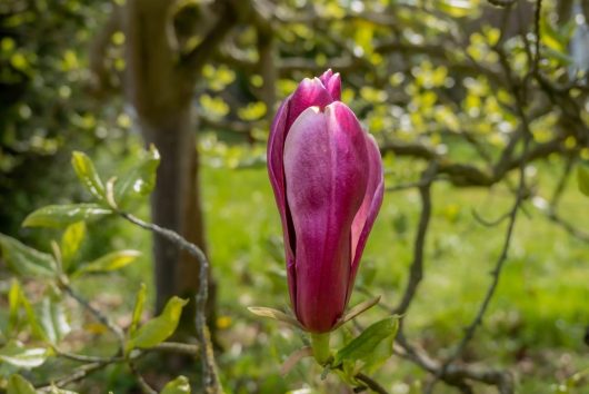 A single Magnolia 'Holland Red' 10" Pot flower bud beginning to bloom on a tree branch, with blurred green foliage in the background.