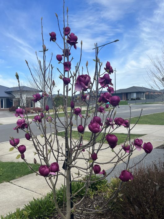 A Magnolia 'Black Tulip' (PBR) 200L tree adorned with numerous purple flowers in bloom stands on a residential street corner under a blue sky with wispy clouds.