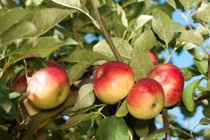 A cluster of Malus 'Akane' Heritage Apple 10" Pot hang from the branches of a Malus tree with green leaves under a clear blue sky.