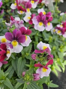 Close-up of vibrant Nemesia Sweet Surprise 'Raspberry and Yellow' 6" Pot (Copy) flowers with pink, purple, and white petals and raspberry and yellow centers, surrounded by green leaves.