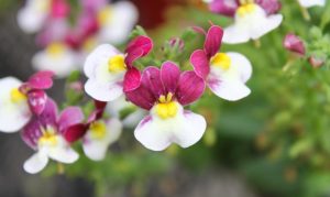 Close-up of vibrant pink and white Nemesia 'Banana Split' 6" Pot (Copy) flowers with yellow centers, set against a green leafy background in a 6" pot.
