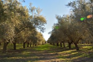 A straight path runs through a grove of Olea 'Picholine' Olive Tree 10" Pot (Bulk Buy of 5) (Copy) under a clear blue sky, with sunlight filtering through the branches, perfect for those looking to bulk buy or plant in a 10" pot.