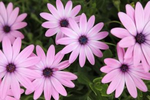 A cluster of pink, daisy-like Osteospermum 'Pink Fairies Wand' African Daisy 4" Pot (Copy) flowers with dark centers set against a backdrop of green foliage, thriving in a 4" pot.