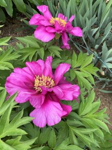 Two vibrant Paeonia 'Morning Lilac' Peony Rose 8" Pot flowers with yellow centers bloom among lush green leaves in a garden setting.