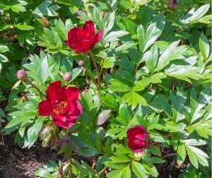 Bright red Paeonia 'Scarlet Heaven' Peony Rose 8" Pot flowers in full bloom and several buds surrounded by green foliage in a garden setting.