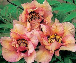 Close-up of three blooming Paeonia 'Savage Splendour' Peony Roses, with yellow centers surrounded by green leaves in a decorative 8" pot.