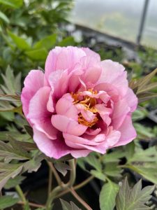 A beautiful Paeonia 'Loyola' Peony Rose 8" Pot in full bloom with vibrant green leaves in the background.