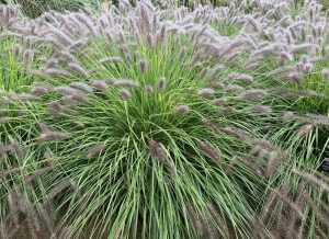 Close-up of green ornamental Pennisetum 'Purple Lea®' Foxtail Grass' 6" Pot with feathery, purple-tinted plumes. The grass is dense, with long, slender leaves extending outward.
