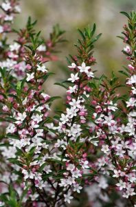 A bush with profusions of small white and pink Philotheca 'Profusion' Waxflower 6" Pot surrounded by green leaves.