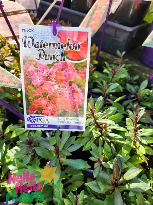 Close-up of a plant nursery tag labeled "Phlox 'Watermelon Punch' 6" Pot," showing an image of vibrant pink blossoms in a 6" pot. The tag notes "Long Flowering" and "Pollinator Friendly," alongside a website URL and a "Hello Hello Plants" sign.