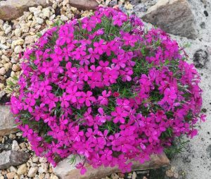 A round cluster of vibrant pink Phlox flowers, known as Phlox 'Scarlet Flame' 6" Pot, surrounded by small rocks and gravel, flourishing beautifully.