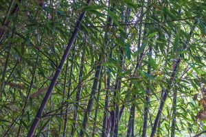 Image of Phyllostachys 'Black Bamboo' 8" Pot's dense green stalks and leaves with sunlight filtering through the foliage.