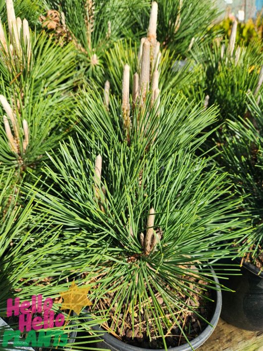 Potted Pinus 'Thunderhead' Japanese Black Pine 8" Pot trees with long green needles and emerging white shoots are displayed on a wooden surface. The Hello Hello Plants logo is visible in the bottom left corner.