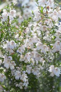 Close-up of Prostanthera 'Dwarf Mint Bush' (Copy) with small white blossoms and green foliage.